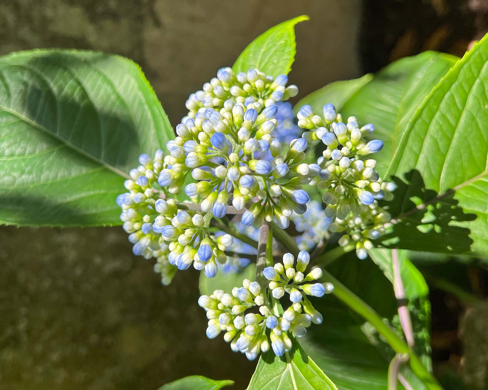 Dichroa versicolor - buds pale blue