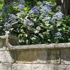 Dichroa versicolor Evergreen hydrangea - large bushy shrub