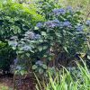 Dichroa versicolor - Evergreen hydrangea - will tolerate sub-tropical conditions