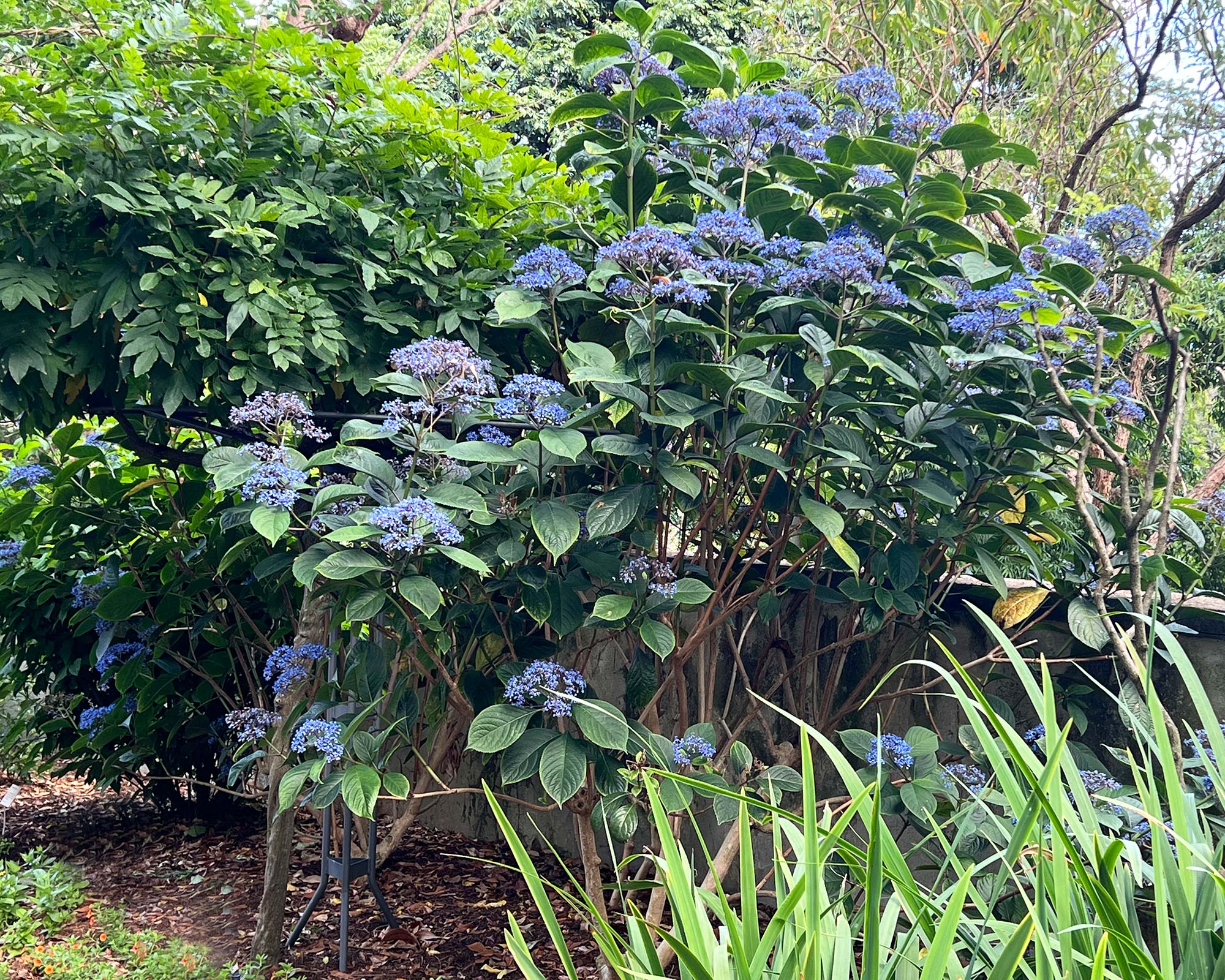 Dichroa versicolor - Evergreen hydrangea - will tolerate sub-tropical conditions