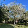 Jacaranda mimosifolia 'Alba' - Sydney Botanic Gardens