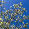 Jacaranda mimosifolia 'Alba' -