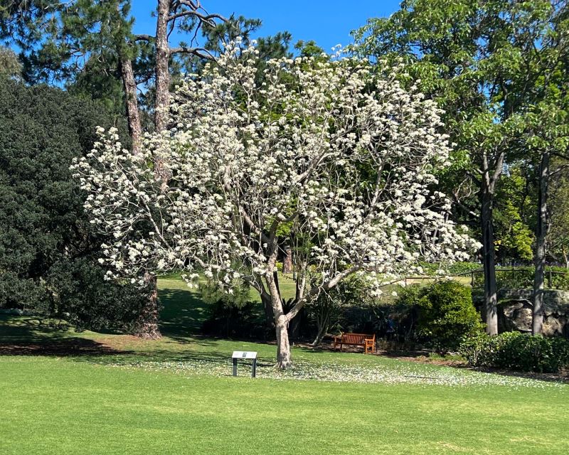 Jacaranda mimosifolia 'Alba'