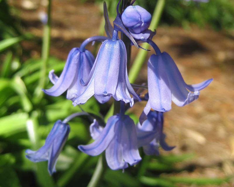 Hyacinthoides hispanica - Spanish Bluebell