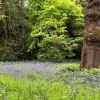 Hyacinthoides nonscripta Bluebell Woodland - Kew Gardens