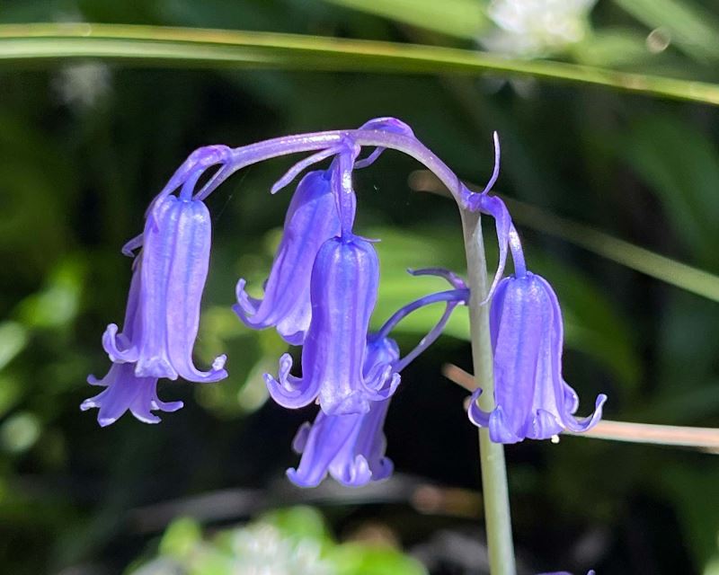Hyacinthoides nonscripta - English Bluebell