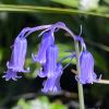 Hyacinthoides nonscripta - English Bluebell