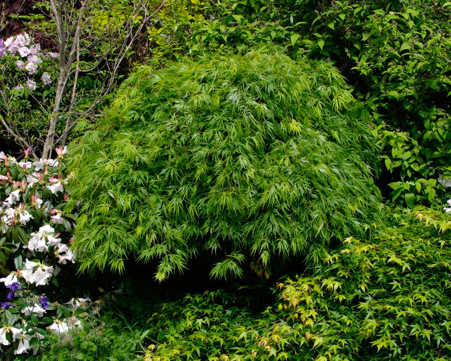 GardensOnline: Acer palmatum