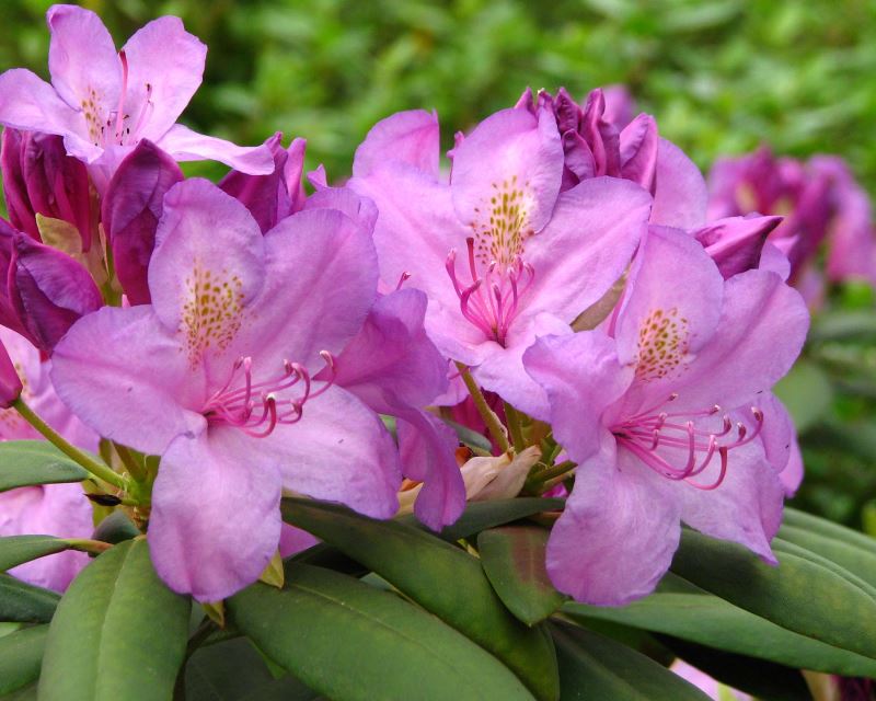 Rhodedendron catawbiense - photo Kor!An