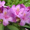 Rhodedendron catawbiense - photo Kor!An