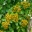 Pittosporum rhombifolium | GardensOnline