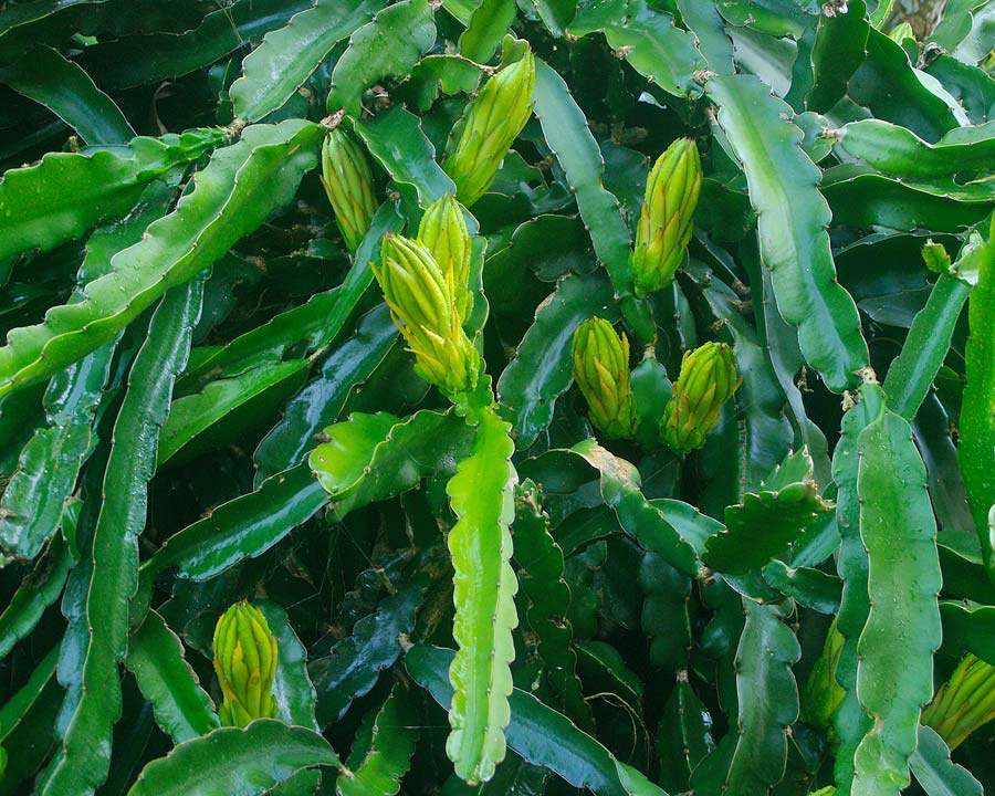 Hylocereus undatus | GardensOnline