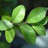 Ulmus parvifolia, Chinese Elm - photo Douglas Goldman