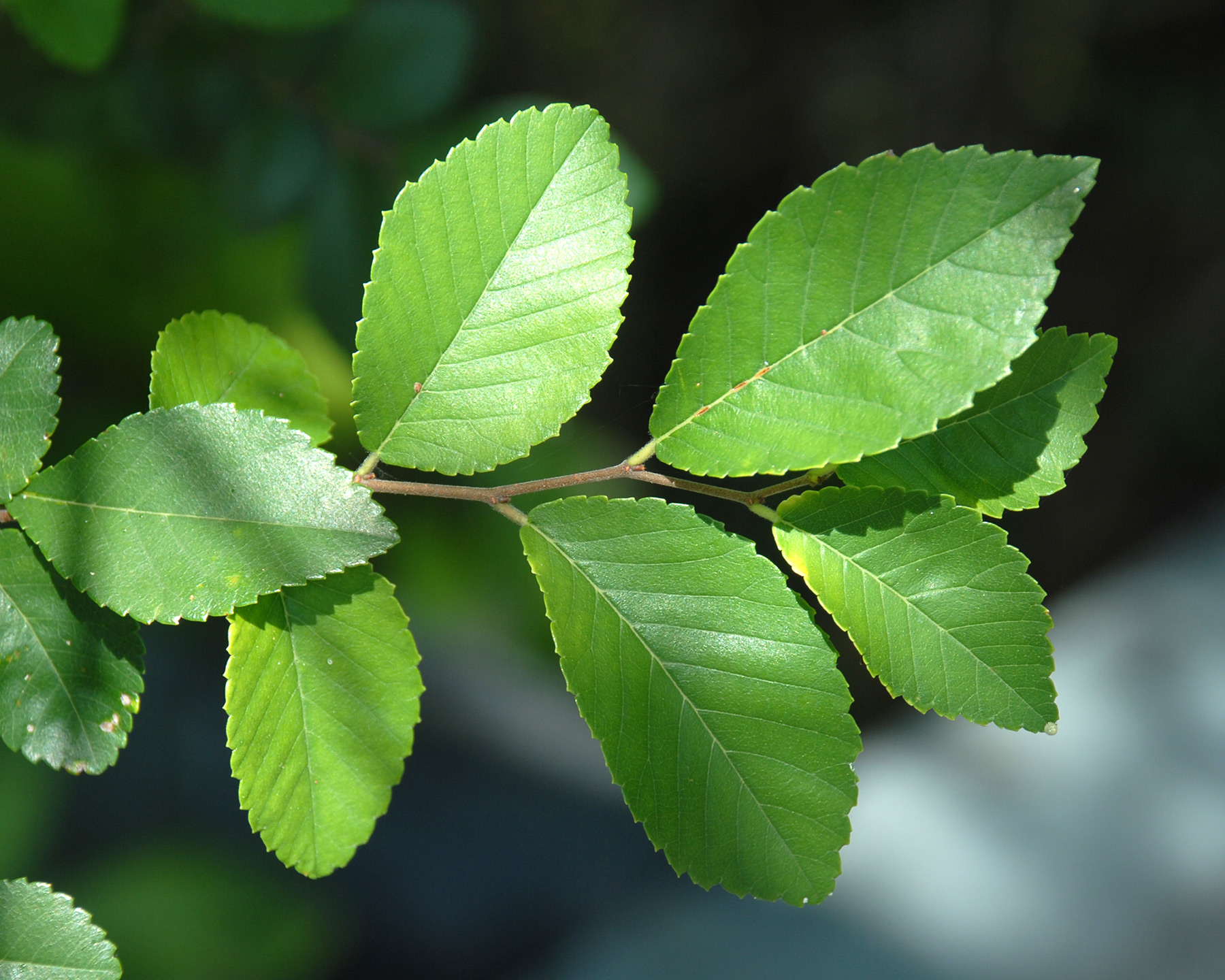 Ulmus parvifolia, Chinese Elm - photo Douglas Goldman