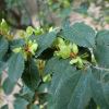 Ulmus parvifolia - photo Krzysztof Ziarnek