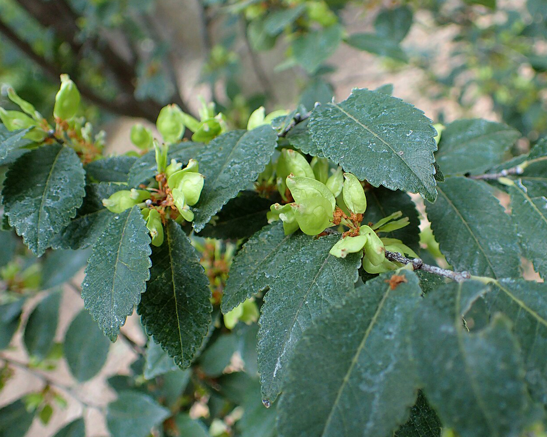 Ulmus parvifolia - photo Krzysztof Ziarnek