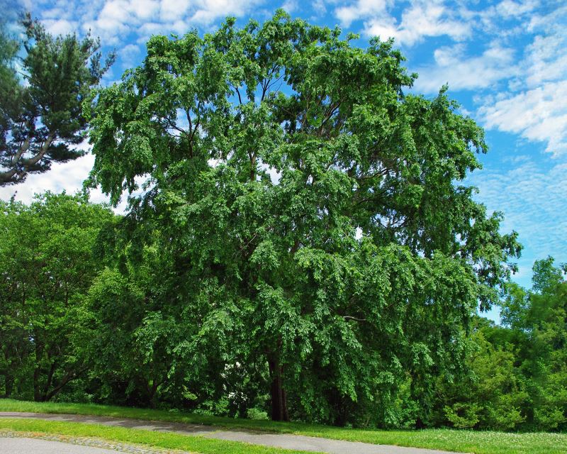 Ulmus parvifolia - Chinese Elm - photo Bostonian13