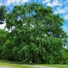 Ulmus parvifolia - Chinese Elm - photo Bostonian13