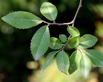 Ulmus parvifolia | GardensOnline