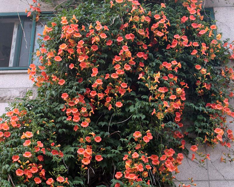 Campsis grandiflora GardensOnline