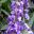 Hardenbergia violacea | GardensOnline