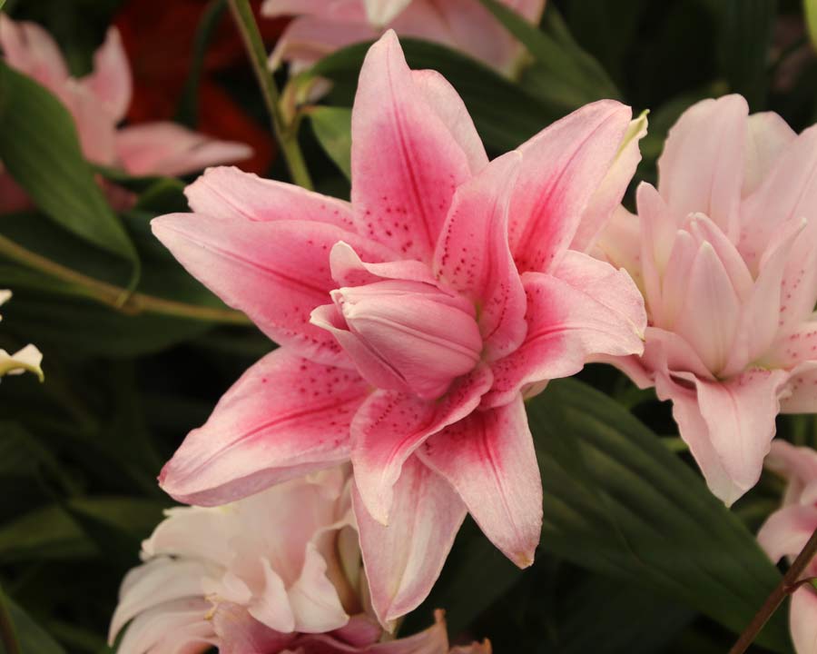 Lilium orientalis Oriental Hybrids | GardensOnline