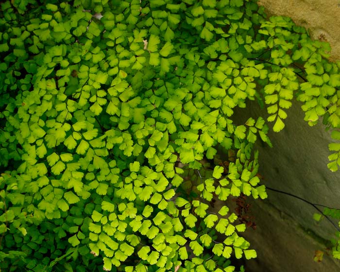 GardensOnline: Adiantum aethiopicum