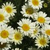 Anthemis tinctoria 'Susanna Mitchell' - creamy white daisy-like flowers with yellow centres