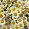Athemis tinctoria 'Sauce Hollandaise' daisy type flower with yellow/cream petals and deep yellow centre
