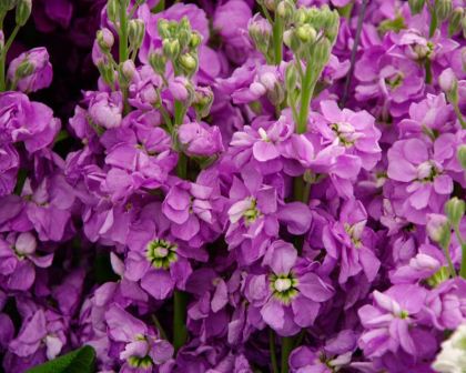 Matthiola incana - Figaro Lavender