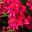 Gladiolus Nanus hybrid Robinetta - deep pink, cerise flowers