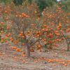Oranges are frost tender - the leaves have all fallen off following a heavy frost - photo Jill Triay, Spain
