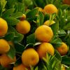 Citrus sinensis Valencia Orange