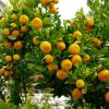 Branches full of ripe Valencia oranges