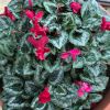 Variegated leaves and brightly coloured flowers make Cyclamen a great pot plant