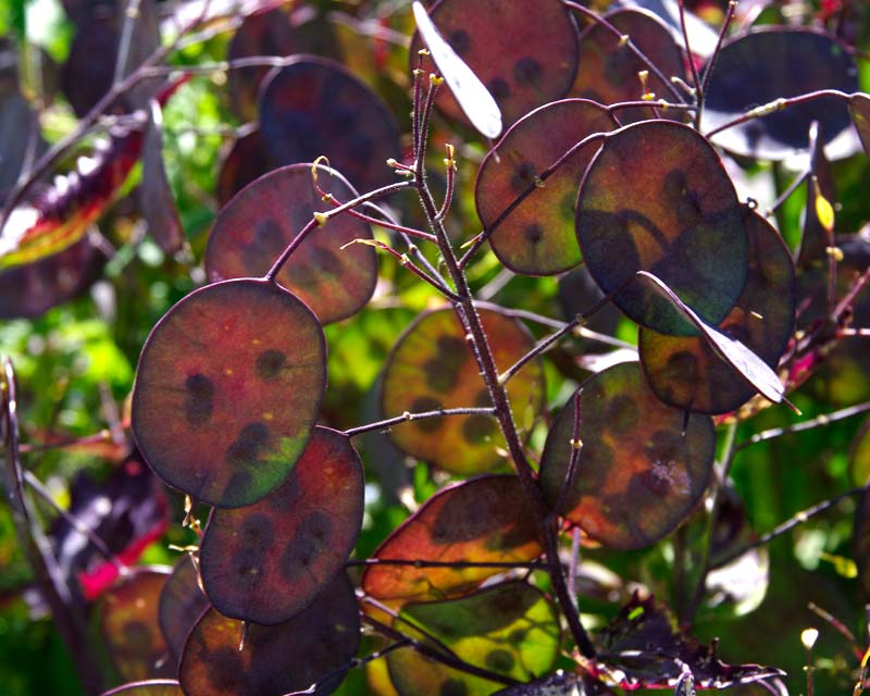 Lunaria annua - Pennies in Bronze