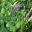 Small purple flowers and flat circular seeds pods - Honesty - Lunaria annua