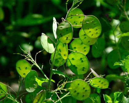 The seeds pods of Honesty - Lunaria annua