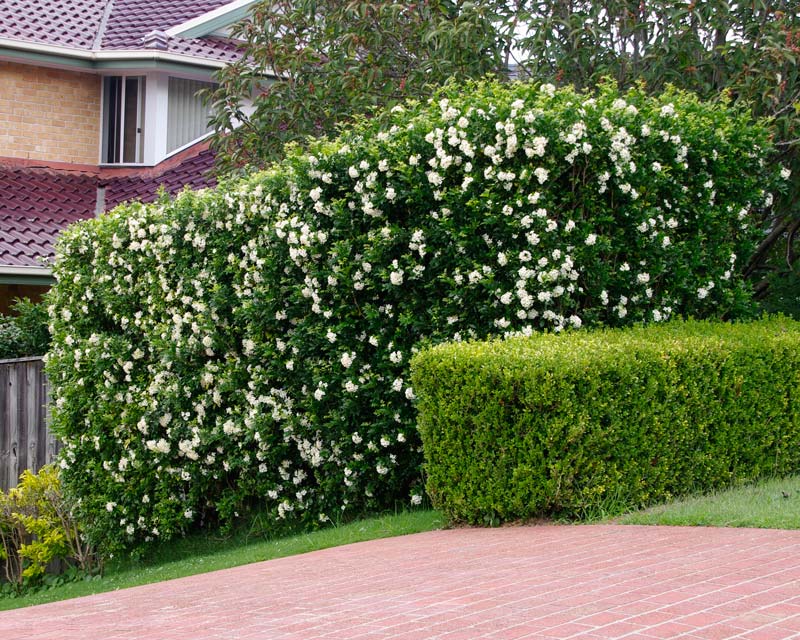 GardensOnline: Murraya paniculata syn. exotica