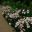 Lilium regale planted en masse - summer border RHS Wisley
