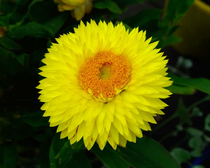 GardensOnline: Xerochrysum bracteatum syn. Bracteantha 