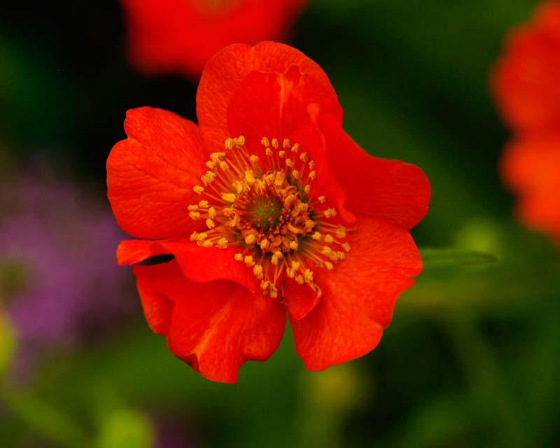 Geum Mrs J Bradshaw - brilliant red flowers all summer long