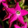 Nicotiana alata - deep pink flowers of Flowering Tobacco