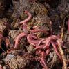 Live Compost Worms - 1000 Bag or 2000 Bag