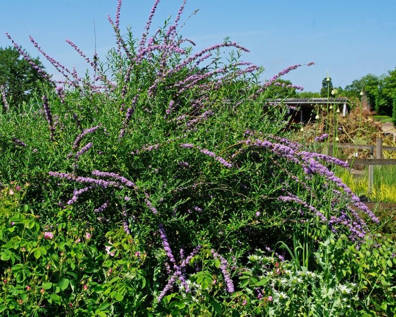 Buddleja alternifolia