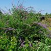 Buddleja alternifolia