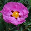 Cistus x purpureus 'Brilliancy' - deep pink flowers with deep maroon dot at base of each petal