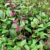 Salvia chiapensis - photo Stan Stebs