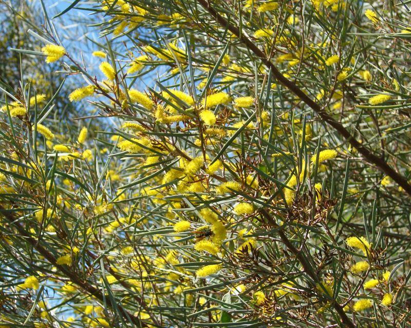 Acacia aneura photo by Kim and Forrest Starr