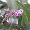 Hardenbergia violacea pink - the flowers on Rosea a pale pink and less mauve. photo by Pegnanum